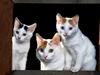 Japanese Bobtail Cats