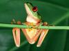 Red-eyed Tree Frog