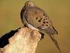 Mourning Dove