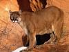Walk in the Wild (Mountain Lion)