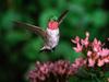 Broadtail Hummingbird