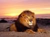 Simba in the Sun (African Lion Male)
