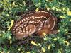 Sleeping Whitetail Fawn (Dee)