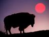 American Bison Silhouetted at Sunrise, Yellowstone National Park, Wyoming