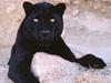 Dark Look, Black Leopard