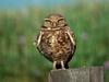 Eyes of Wisdom, Burrowing Owl