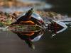 Family Bond, Painted Turtles