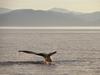 Humpback Whale Tail, Alaska