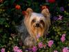 Mini Yorkshire Terrier (Dog)