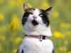 Opinions (Cat)