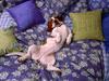 Relax Get Comfy (Dog)