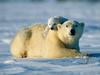 Bear Hug (Polar Bear Mother and Cub)