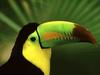 Keel-Billed Toucan