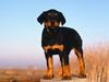 Rottweiler Puppy