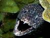 Spotted Moray Eel