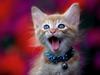 True Happiness (Kitten)