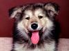 A True Friend, Shepherd Dog