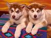 Alaskan Malamute (Dogs)