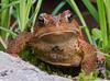 American Toad