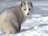 Arctic Fox