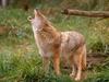 Howling Coyote