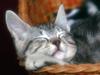 Peaceful Slumber (Sleeping Cat)