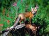 Red Fox
