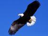 Bald Eagle in flight
