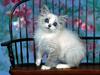 Strange Love (Kitten)