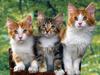 Three's a Crowd (Cats)