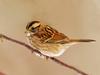 White-Throated Sparrow