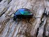 Alexander Beetle 2