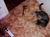 Tiger's first kill