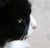 Cat profile