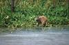 Wild Northern Raccoon (Procyon lotor)