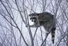 Wild Northern Raccoon (Procyon lotor)