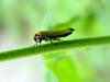 끝검은말매미충 (Bothrogonia japonica Ishihara) - Black-tipped leafhopper