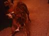 10 yr. old pitbull