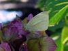 butterfly, Common Cabbage White butterfly