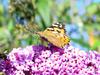 butterfly, Painted Lady Butterfly?