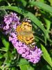 Painted Lady butterfly