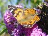 Painted Lady butterfly