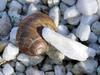 snail