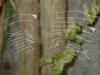 cobweb