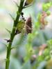 알락수염노린재, Dolycoris baccarum, Sloe Shieldbug / Sloe Bug