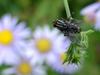 쉬파리 종류 -- 검정볼기쉬파리 Helicophagella melanura (flesh fly)