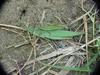 섬서구메뚜기(Atractomorpha lata) 한쌍 - Smaller long-headed grasshoppers (mating pair)