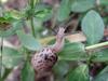 추석 아침의 달팽이(Korean Round Snail)