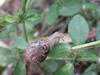 추석 아침의 달팽이(Korean Round Snail)