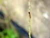 꽃등에 종류 -- 호리꽃등에 Episyrphus balteatus (Marmelade hoverfly)